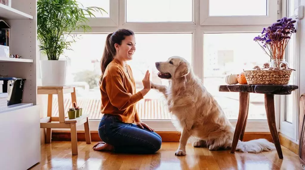 Decoração de casas com pets
