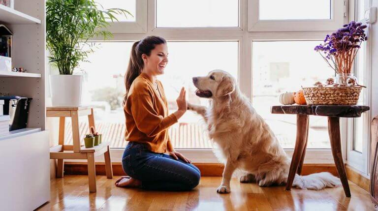 Como fazer a decoração de casas com pets